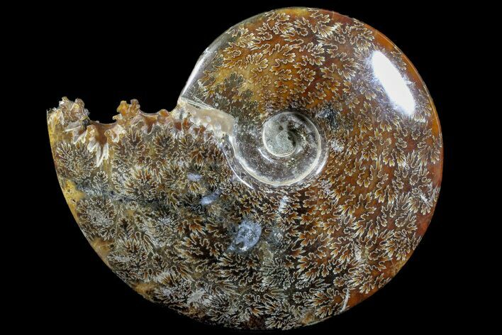 Polished Ammonite (Cleoniceras) Fossil - Madagascar #166303